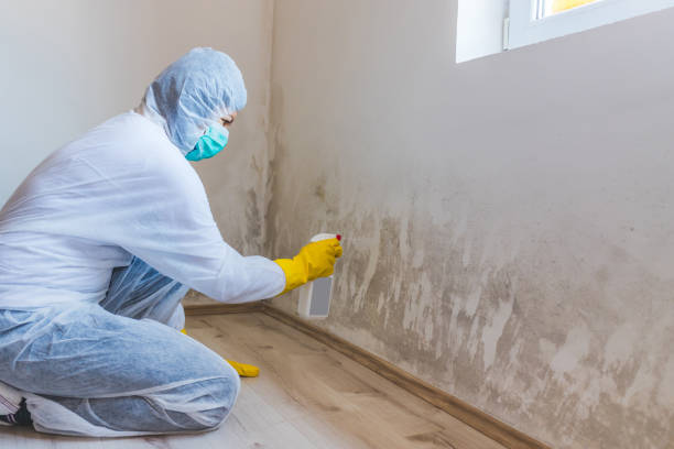 Licensed Attic Mold Remediation service in Harrison, MI - Car Mold Remediation