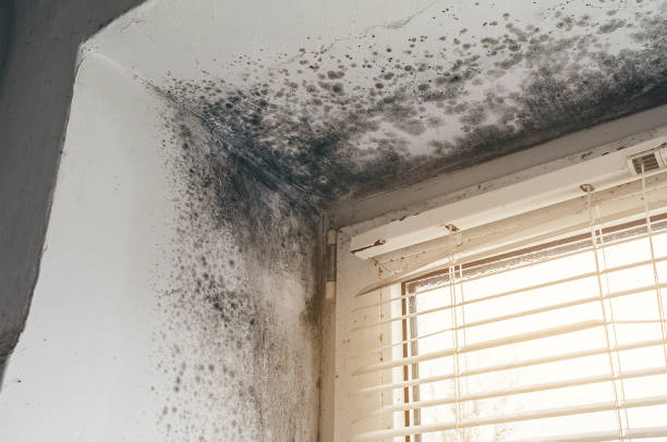 Affordable Attic Mold Remediation solutions in Harrison, MI