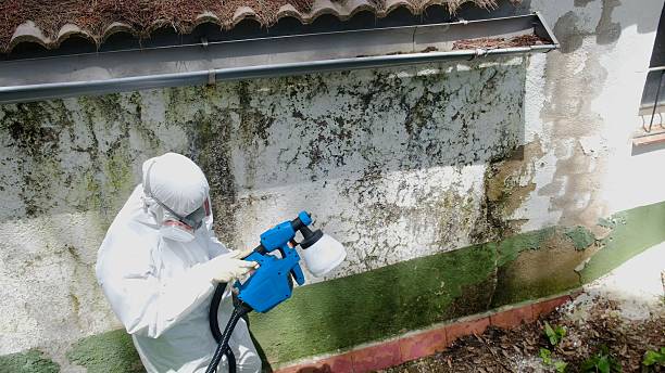Top rated local Attic Mold Remediation specialists in Harrison, MI